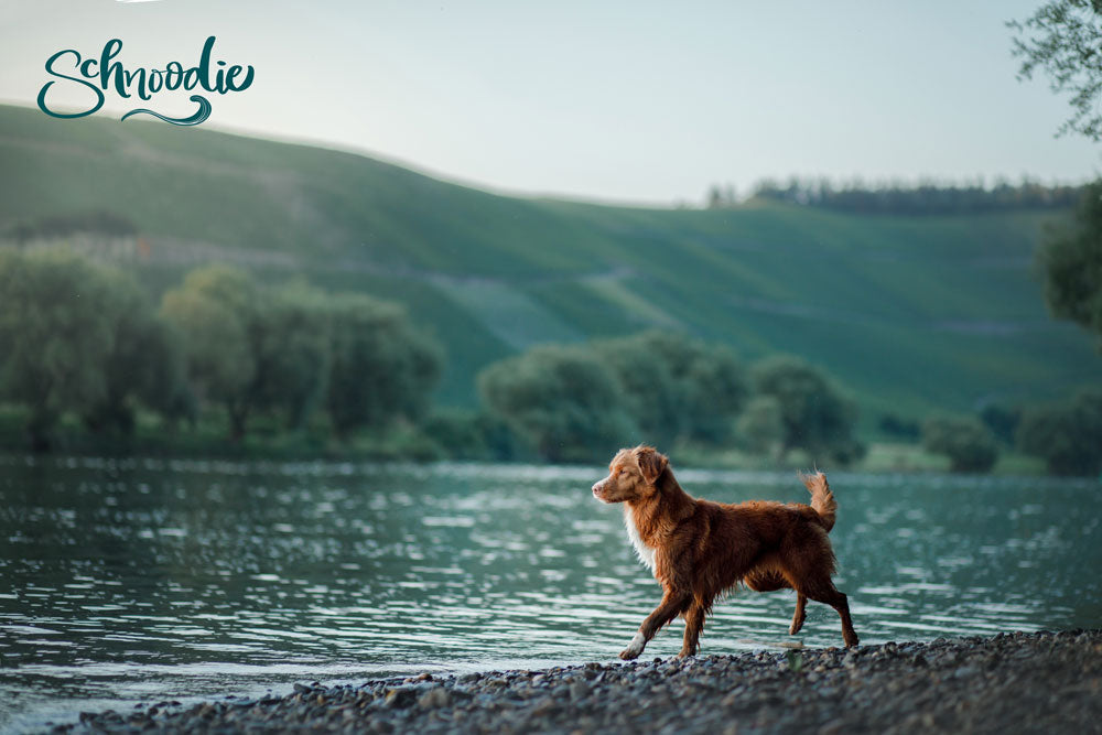 Schnoodie Coat Concept made in Sweden. Developed in collaboration with dog groomers. Thick and dilutable. 100% PU-balanced for fur and skin. Plant-based keratin/protein. Free from SLES and parabens.