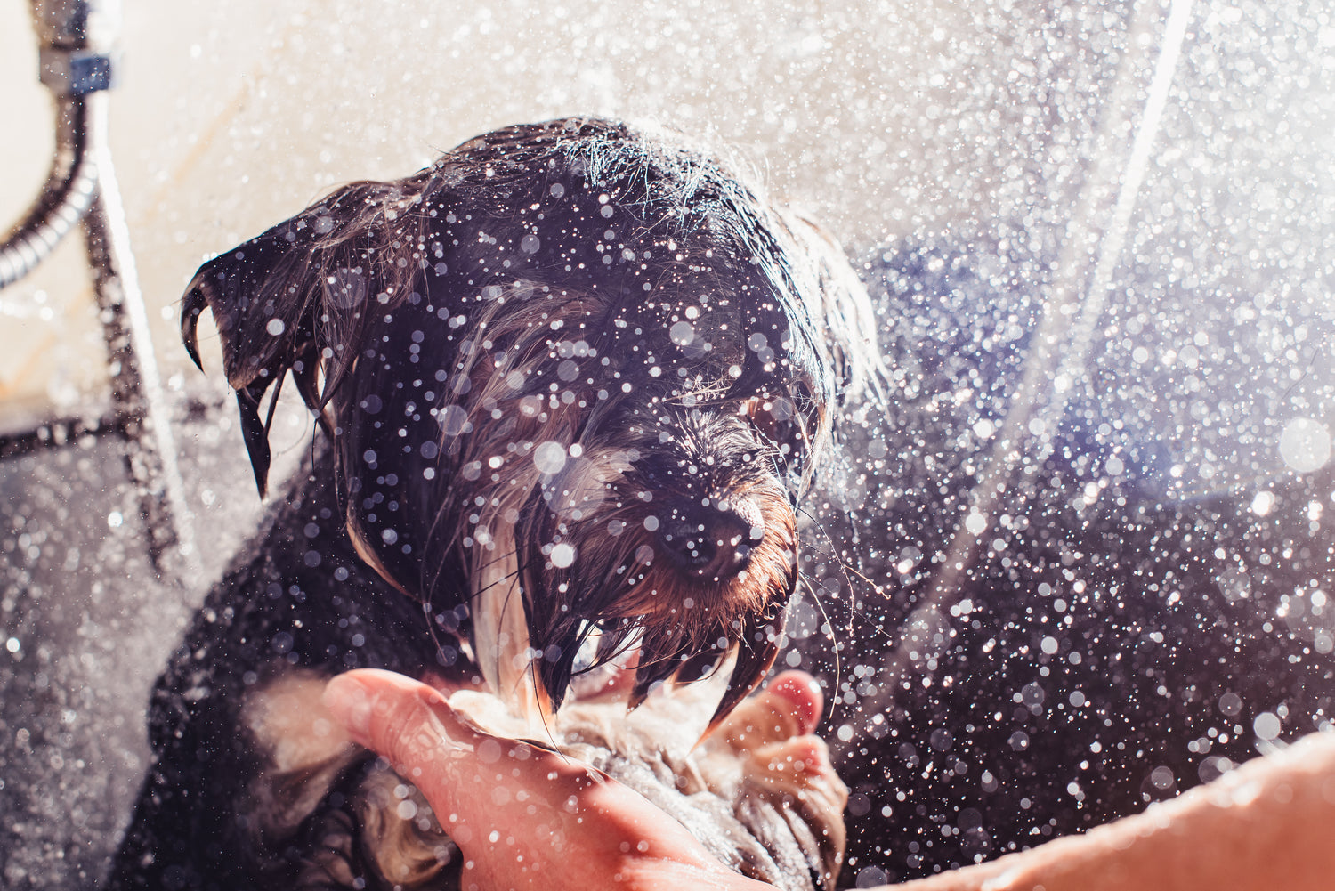 Do you want a clean happy dog?